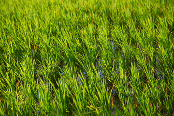 Rice field in india