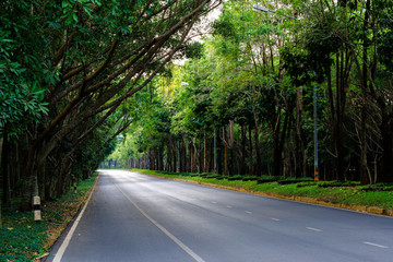 Obraz premium Road way among green nature tree in beautiful scenery