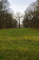 Fototapeta premium Another of deciduous tree in the space