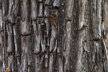 Tree bark texture