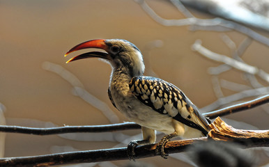 Same bird opened its peak