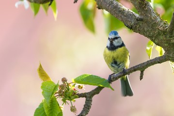 Male blue tit sings on cherry tree_
