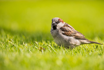 Male sparrow with sunflower seed in beak