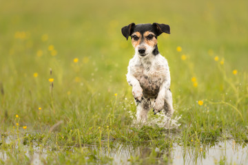 Hund rennt über eine nasse grüne Wiese - Jack Russell 7 Jahre alt
