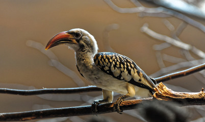 Same bird sitting on the stem
