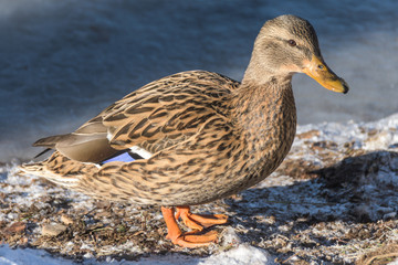 Duck is standing in sunlight