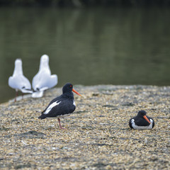Pair of Oystercatchers Haematopus Ostralegus on gravel island surrounded by gulls in Spring