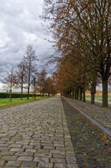 Straight line of deciduous trees