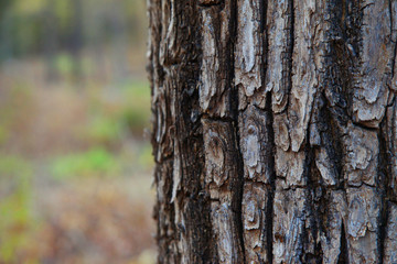 Tree bark texture