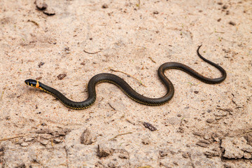 snake crawling on the sand