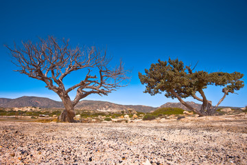 Wakacje na Krecie w Grecji. Samotne drzewa na skałach.