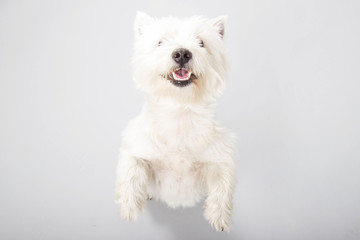 West Highland White Terrier