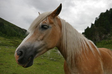 Obraz premium Haflinger