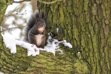 Squirrel on the branch of a tree