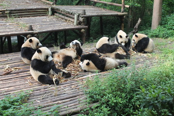 Fototapeta na wymiar Pandas family lunch