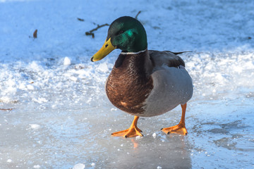 Cute grey duck on snow