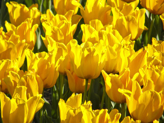 Flowers. Spring tulips.