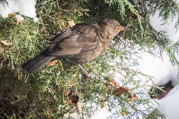 Bird sitting on a pine tree