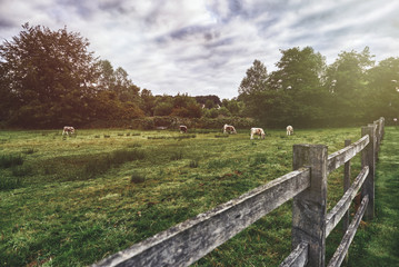 Herd of cows at summer green field. England. Rural landscape
