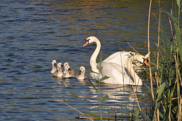 Close shot of duckilings swim between the ducks