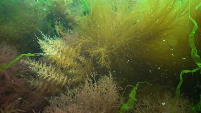 Obelia dichotoma. Obelia has a worldwide distribution except the high-arctic and Antarctic seas. Colonies of Bell Hydroid