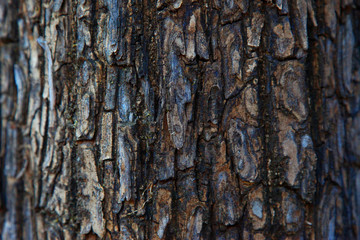 Tree bark texture
