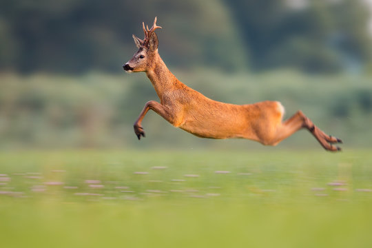 Sprinting roe deer (capreolus capreolus) buck in natural summer meadow with flowers. Dynamic action photo of wild animal running. Roebuck with big antlers jumping. Energetic vital male roe rushing.