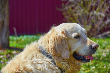 adult dog Golden Retriever sitting in garden
