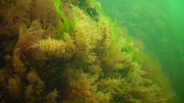 Obelia dichotoma. Obelia has a worldwide distribution except the high-arctic and Antarctic seas. Colonies of Bell Hydroid
