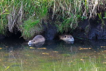Nutria (Myocastor coypus), Sumpfbiber in der Lewitz (Mecklenburg-Vorpommern)