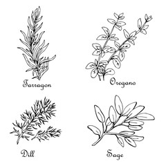 Set of sketches of seasonings: tarragon,, oregano, dill, sage. hand drawn vector isolated on white