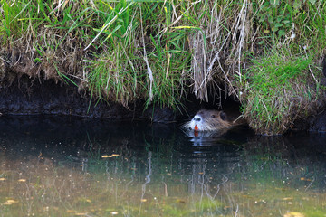 Nutria (Myocastor coypus), Sumpfbiber in der Lewitz (Mecklenburg-Vorpommern)
