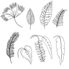 Set of hand-drawn tropical leaves