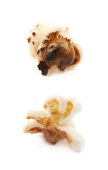 Semi-opened popcorn kernel isolated