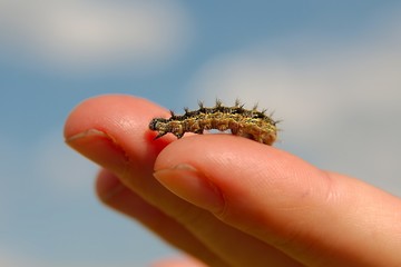 Caterpillar crawling on fingers
