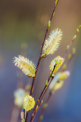 Branches of a willow
