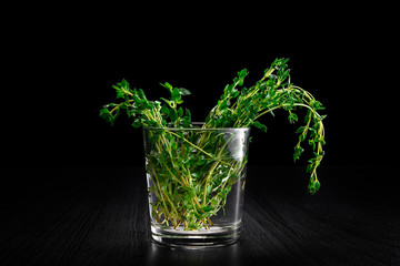 Green thyme on black background in glass