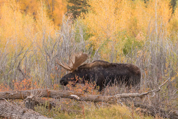 Bull Shiras Moose During the Fall Rut