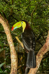 Keel-billed Toucan
