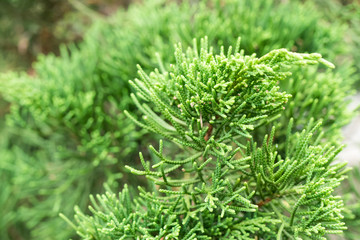 Tropical leaves background outdoors, Bali island, Indonesia.