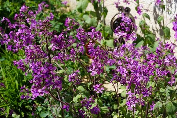 Fototapeta premium Lila Blüten im Garten