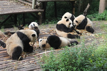 Breakfast time with family pandas 
