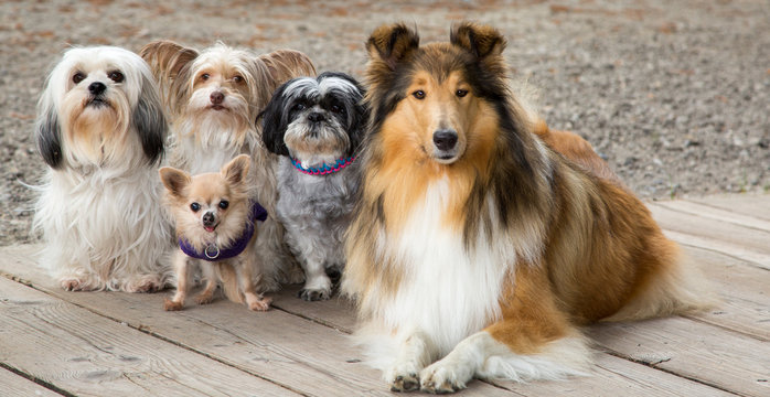 Reinrassiger Collie-Hund mit seinen Hundefreunden verschiedener Rassen