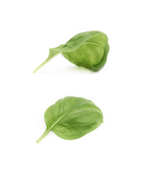 Fresh basil leaf isolated