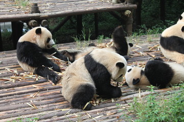 Fototapeta na wymiar Breakfast time with family pandas