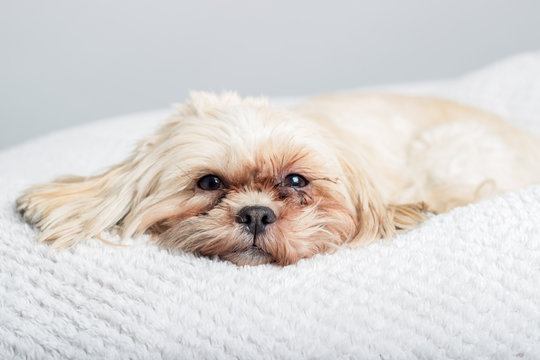 Cute Shihtzu