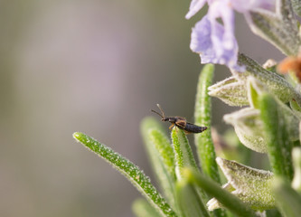 Insect Standing on a Rosemary Leaf