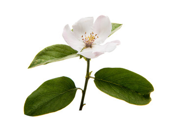 Quince flower