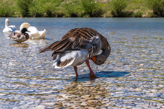 Gans und andere Wasservögel genießen die Sonne an der Isar in München Thalkirchen
