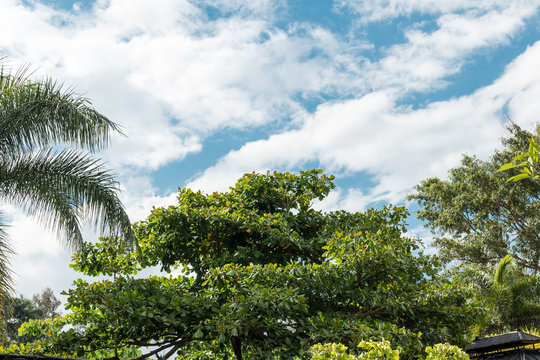 Palm trees background, tropical Bali island, Indonesia.